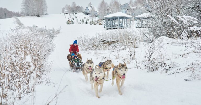 К маралам или в караоке? Гид по нескучному зимнему отдыху на Алтае