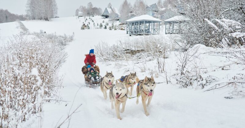 К маралам или в караоке? Гид по нескучному зимнему отдыху на Алтае