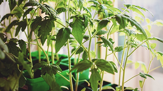 Названы главные угрозы огороду на балконе