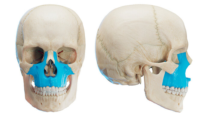 Как выглядит «кость красоты»: тест на оценку правильного развития лицевой кости максиллы