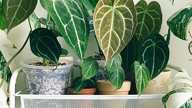 Эксперт рассказал, как подготовить комнатные растения к холодам