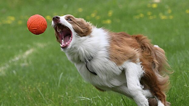 Собаки-вундеркинды: самые умные породы по версии ученых