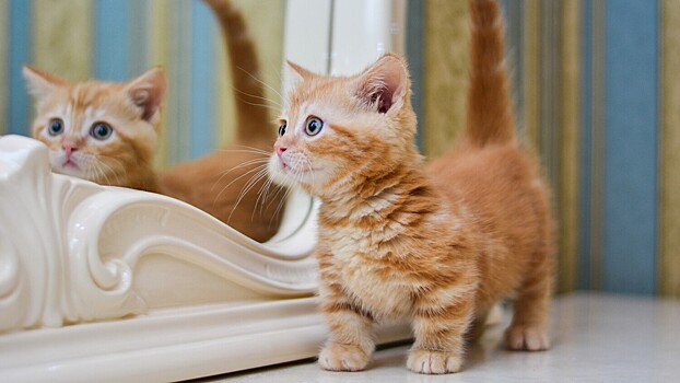 Манчкины: чем они известны и почему считаются «таксами» в мире кошек