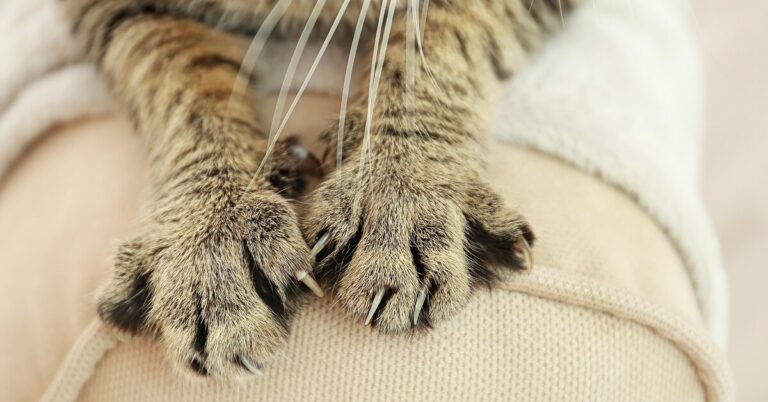 Как отучить кошку царапать мебель: 7 советов профессионалов