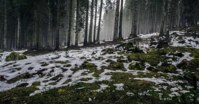 Смартфон, автомобиль, недвижимость, ремонт: свежий дайджест новостей брендов
