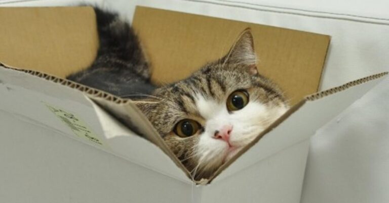Почему кошки пытаются втиснуться в маленькие коробки: ты удивишься!