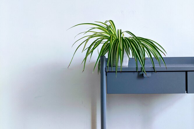 Вдох-выдох: 5 комнатных растений, которые лучше всего очищают воздух