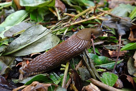 Осенняя битва за урожай: как избавиться от слизней раз и навсегда