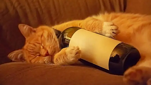 Могут ли животные пьянеть