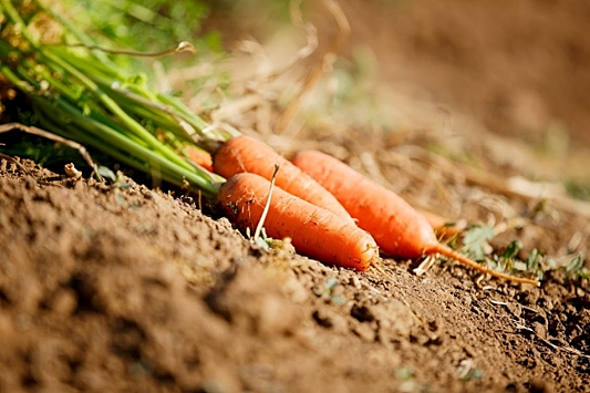 Чем обработать грядки из-под моркови, чтобы ситуация не повторилась на будущий год.