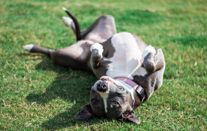 Питбуль (американский питбультерьер): фото собаки, характер, описание и особенности породы