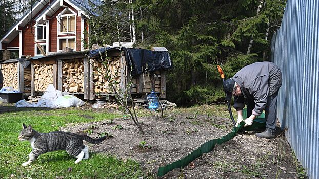 Почему зола на огороде может навредить растениям