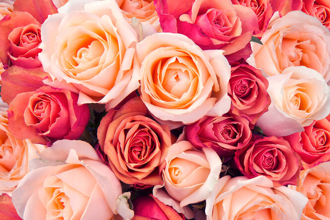 Как сохранить розы в букете: советы и лайфхаки, чтобы цветы в вазе стояли дольше