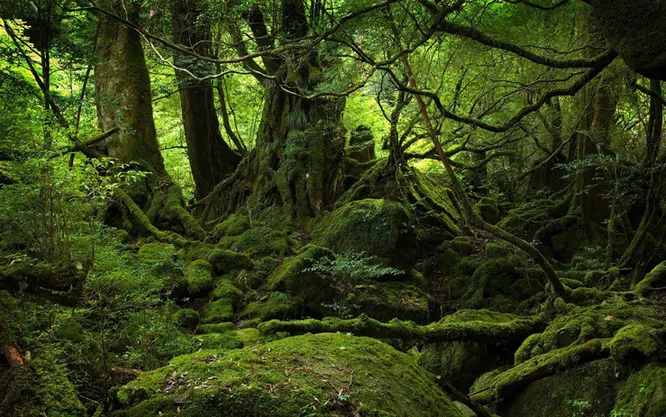 У подножия Фудзи: правда и мифы о японском лесе самоубийц