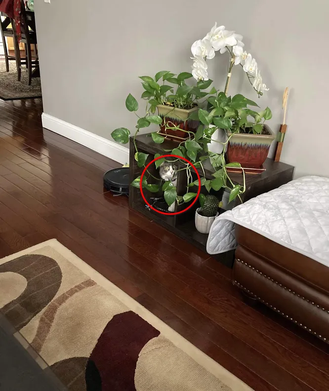 Тест на внимательность: сколько котов на фото ты сможешь найти?