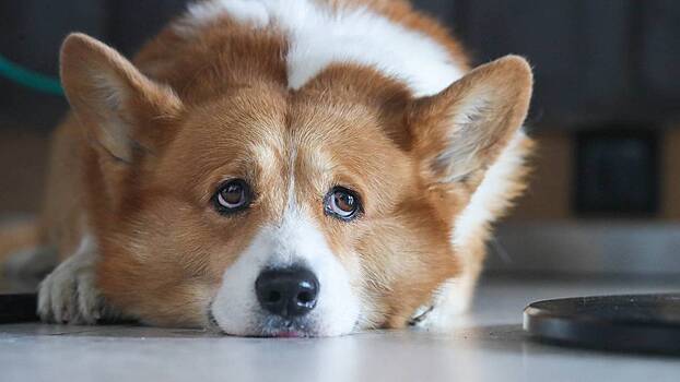 Глава Федерации кинологов высказался об идее ограничить число собак в квартире