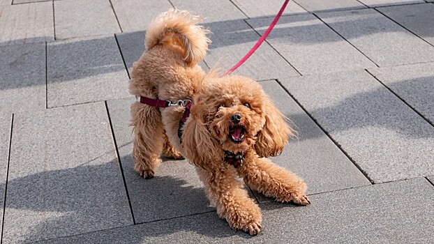 Кинолог предупредил о важных правилах в дрессировке собак