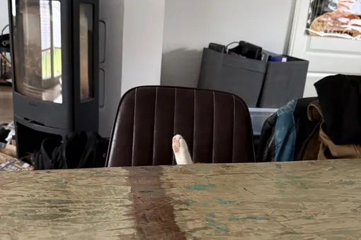 Тест на внимательность: сколько котов на фото ты сможешь найти?