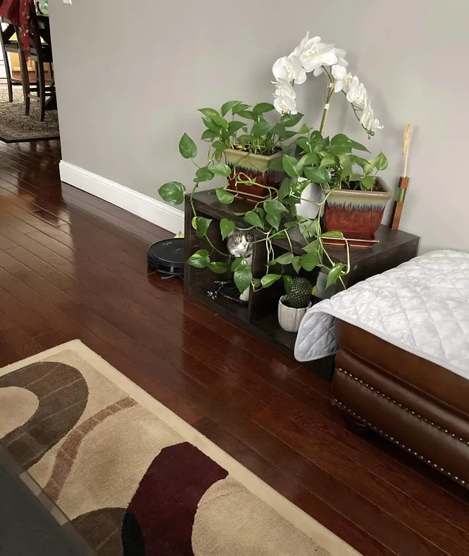 Тест на внимательность: сколько котов на фото ты сможешь найти?