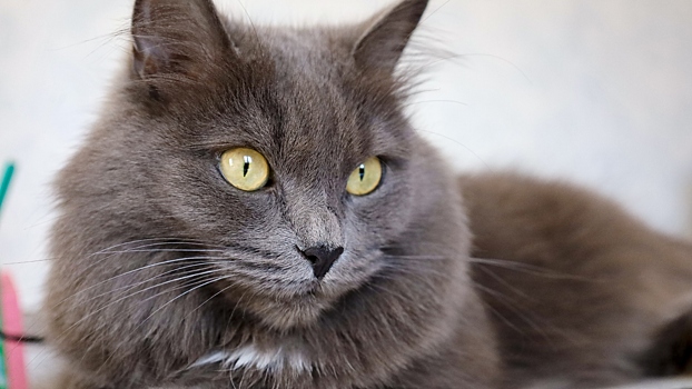 Психолог рассказала, как тип привязанности влияет на выбор домашнего любимца