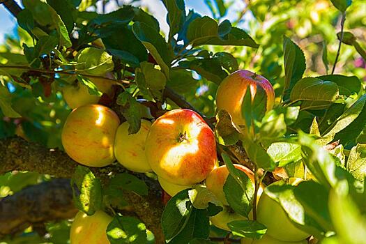 Что делать, если у яблони желтеют листья