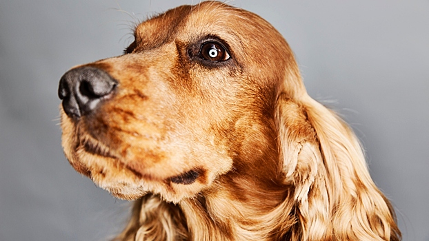 Как выбирать средство против клещей для собаки