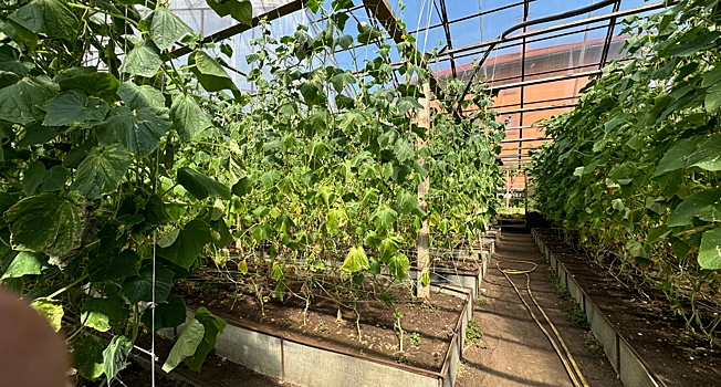 Агроном рассказала, какую рассаду овощей нужно сажать в апреле