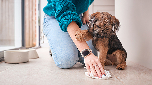 Как отучить собаку писать дома