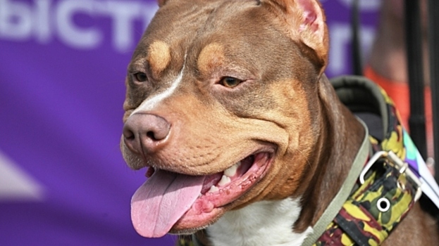 В России выступили против расширения списка опасных пород