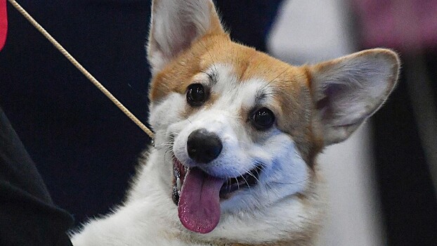 Кинолог объяснил любовь россиян к шпицам и корги