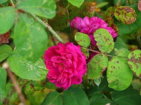 Что такое черная пятнистость и как от нее спасти сад