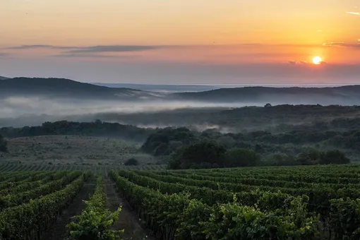 Пора на юг: почему винодельни стали новым туристическим трендом в России