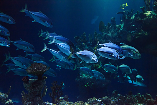 Употребление морской рыбы повышает устойчивость к стрессу.