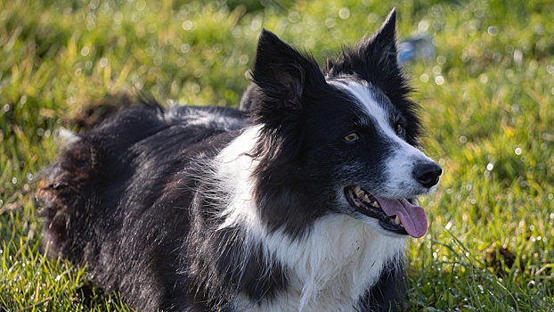 Почему все любят собак породы мини-аусси