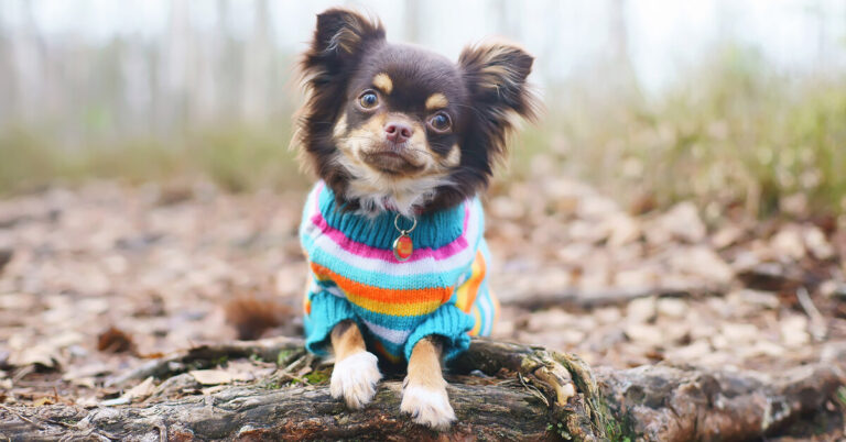 Нужна ли собаке одежда: как выбрать комбинезон для питомца и каким породам он необходим