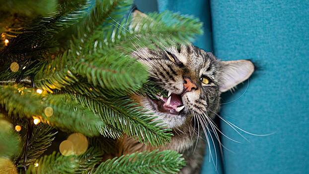 Ветеринар объяснил, какие новогодние игрушки опасны для животных