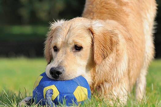 Эксперт предупредил об игрушках, способных навредить питомцам