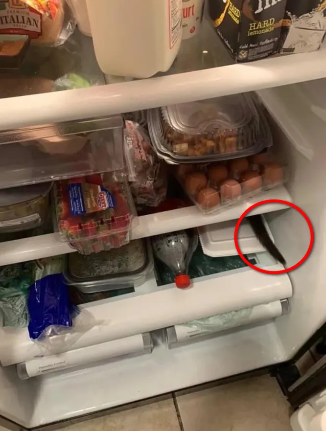 Тест на внимательность: сколько котов на фото ты сможешь найти?