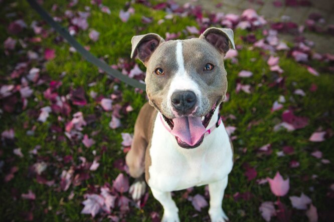 Питбуль (американский питбультерьер): фото собаки, характер, описание и особенности породы