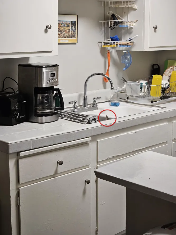 Тест на внимательность: сколько котов на фото ты сможешь найти?