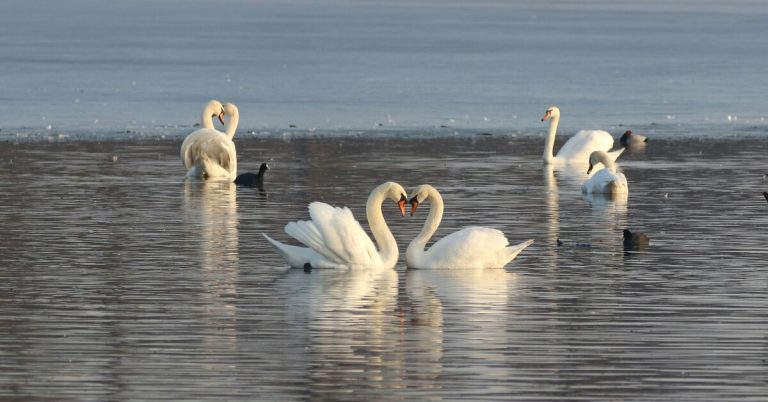 Тест: проверь свою наблюдательность — найди три сердечка среди лебедей!