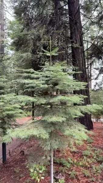 Как заставить самую дешевую искусственную елку выглядеть настоящей: 3 трюка от дизайнера интерьеров Нажми и смотри