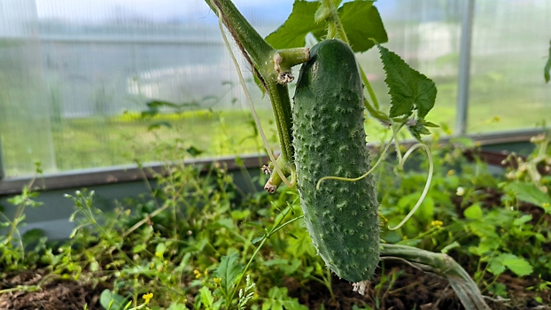 Как укрывать садовые растения перед морозами