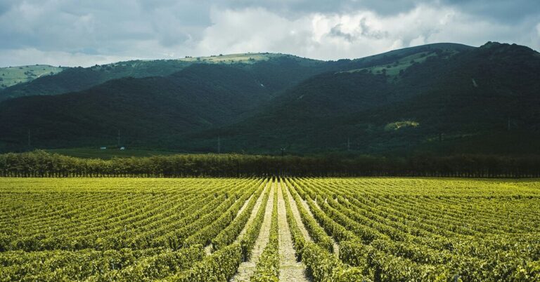 Пора на юг: почему винодельни стали новым туристическим трендом в России