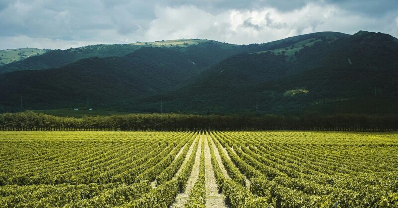 Пора на юг: почему винодельни стали новым туристическим трендом в России