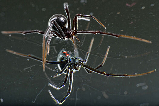 Как дети могут унаследовать страхи своих родителей