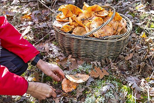 Где искать рыжики и как их готовить