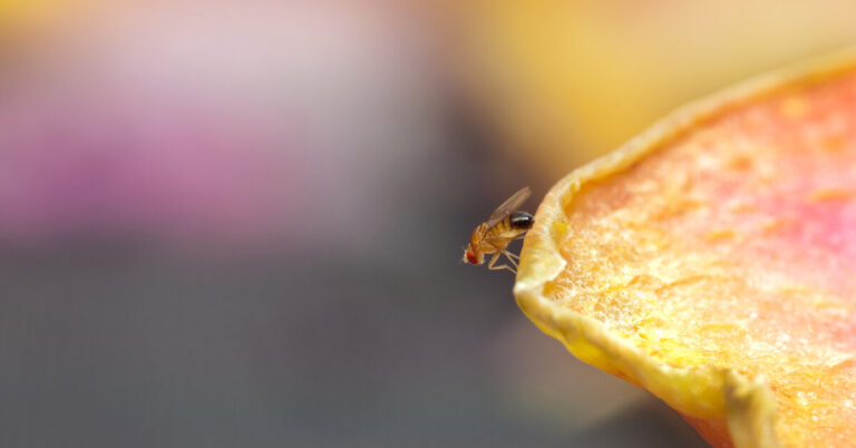 Мошки — как избавиться и какие средства использовать