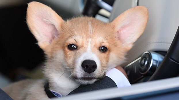 Кинолог назвала особенность маленьких собак