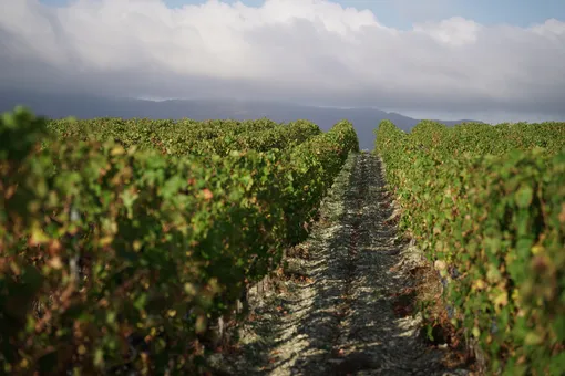 Пора на юг: почему винодельни стали новым туристическим трендом в России